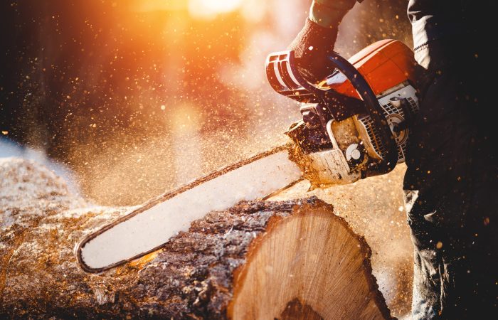 Chainsaw. Close-up of woodcutter sawing chain saw in motion, sawdust fly to sides. Concept is to bring down trees.